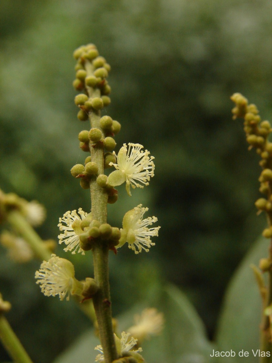 Mallotus rhamnifolius (Willd.) Müll.Arg.